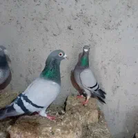 کفتر آلمانی مسافتی