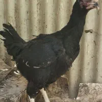 مرغ لاری مشکی