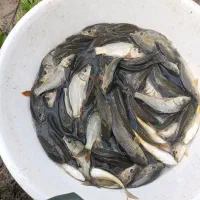 ماهی امور و کپور|ماهی|سنگر, |دیوار