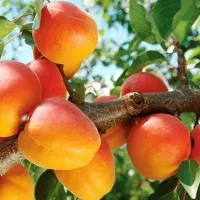 پیش فروش نهال زردآلو عسگراباد رقم تجاری|خدمات باغبانی و درختکاری|چنارود, |دیوار