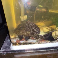 کت فیش دم عقربی اسپرت