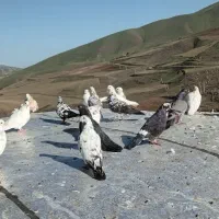 کفتر|پرنده|گرمی, |دیوار