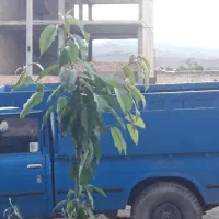 باربند
