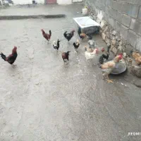 سلام هشت عدد خروس کردی درجه یک دانه ای 800