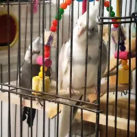 طوطی عروس هلندی|پرنده|بانه, |دیوار