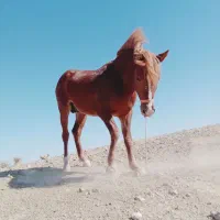 اسب نریان فروشی