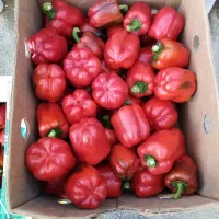 فروش انواع نشاء وبذر سبزی وصیفی