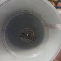 غذای گلدفیش تروپیکال|ماهی|فردیس, منظریه|دیوار