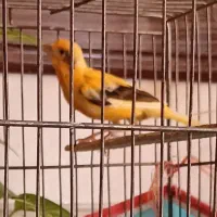 ماده قناری جوان