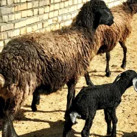 میش بره دار