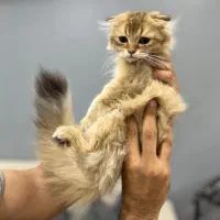 گربه اسکاتیش چینچیلا لانگهیر گلد