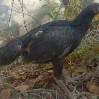 ۳تا جوجه لاری ویک خروس