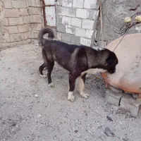 توله سگ نر خرسی|سگ|شیراز, احمدآباد|دیوار