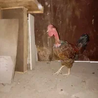 خروس گردن لخت|حیوانات مزرعه|مشهد, باغ فراگرد|دیوار