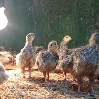 جوجه .بلدر.چین  سنگ.ین وزن