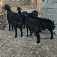 چهار راس بره قوچ قره قزل|حیوانات مزرعه|شاهین دژ, |دیوار