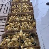 جوجه پنج روزه محلی. اردک . جوجه رنگی تخم نطفه دار|حیوانات مزرعه|نورآباد ممسنی, |دیوار