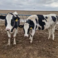 فروش ۴ تلیسه ۶ ماه آبستنی گاوداری صنعتی