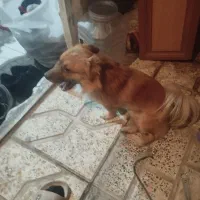 سگ باهوش خونگی