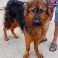 واگذاری سگ ژرمن نر ۱۱ ماهه|سگ|کرمان, |دیوار