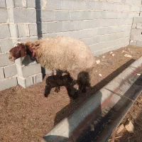 گوسفند افشار بره دار جوان|حیوانات مزرعه|گنبد کاووس, |دیوار
