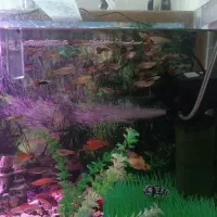 گپی و گپی گاوی|ماهی|قوچان, |دیوار