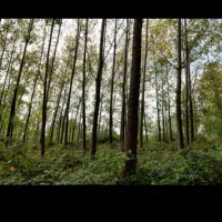 خرید فروش چوب صنوبر