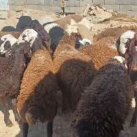 بره نر