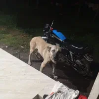 سگ سراب