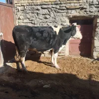 یک عددگاو سیمینتال هشت ماه ابستن شکم دوم|حیوانات مزرعه|رزن, |دیوار