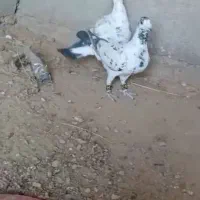 جفت گلی پلاکی