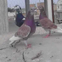 سه تا نر مست دوتا قورگی یه دونه چیل