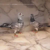 کفتر قره زرد  بزک طوقی هفت رنگ ساده کاکلی