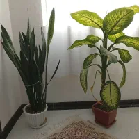 یک گل کرامت و یک گل دیفن