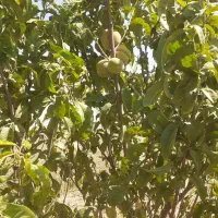 فروش-باغ-در-لالجین