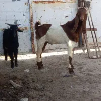 بز نر افقانی