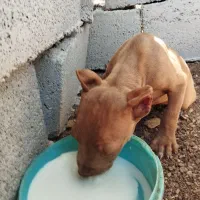 واگذاری. توله پیتبول|سگ|گهواره, |دیوار