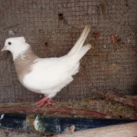 طوقی|پرنده|سده (خراسان جنوبی), |دیوار