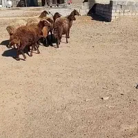 ۸راس شیشک ماده درجه یک ابستن|حیوانات مزرعه|صحنه, |دیوار