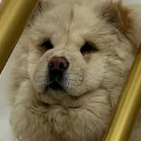 سگ چائو چائو