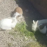 فروش خرگوش وسگ نگهبان|سگ|کرمان, |دیوار