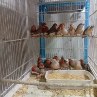 فنج فول اورنج هاف اورنج  اروپایی انگلیسی|پرنده|قم, علی آباد سعدگان|دیوار