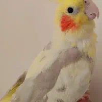 عروس هلندی|پرنده|مشهد, شهید علی محمدی|دیوار