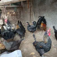 مرغ و خروس محلی اهرم