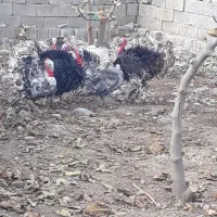 فروش بوقلمون فروش|حیوانات مزرعه|گنبد کاووس, |دیوار