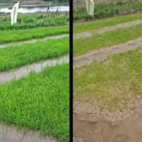 نمایندگی رسمی کود محرک رشد کروا تضمینی