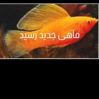 ماهی رسید