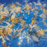 ماهی کوی عمده