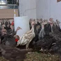 نیمچه بوقلمون برنز انگلیسی ۷۵ روزه