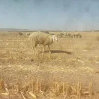 تعدادی بره نر و ماده کیلویی 360وزن حدود۳۰تا۴۰کیلو|حیوانات مزرعه|بافت, |دیوار